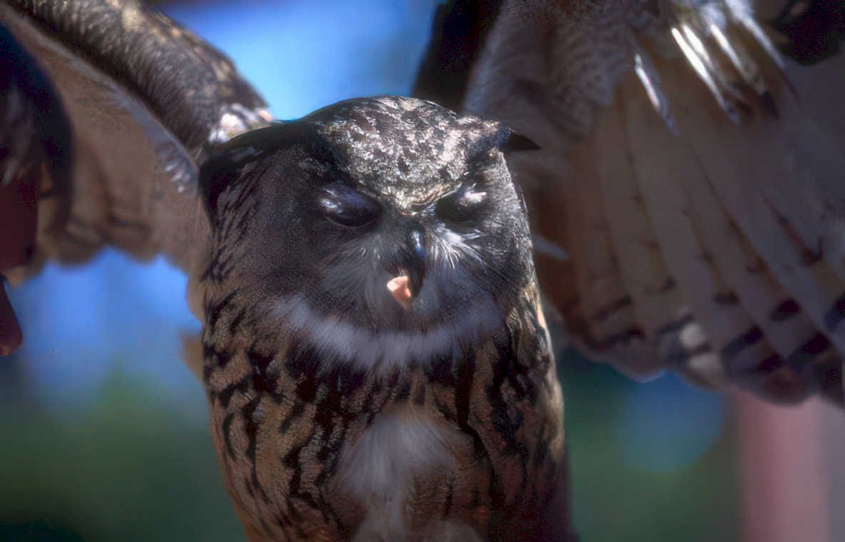 great horned owl 1 Vintage A4 Photo Print