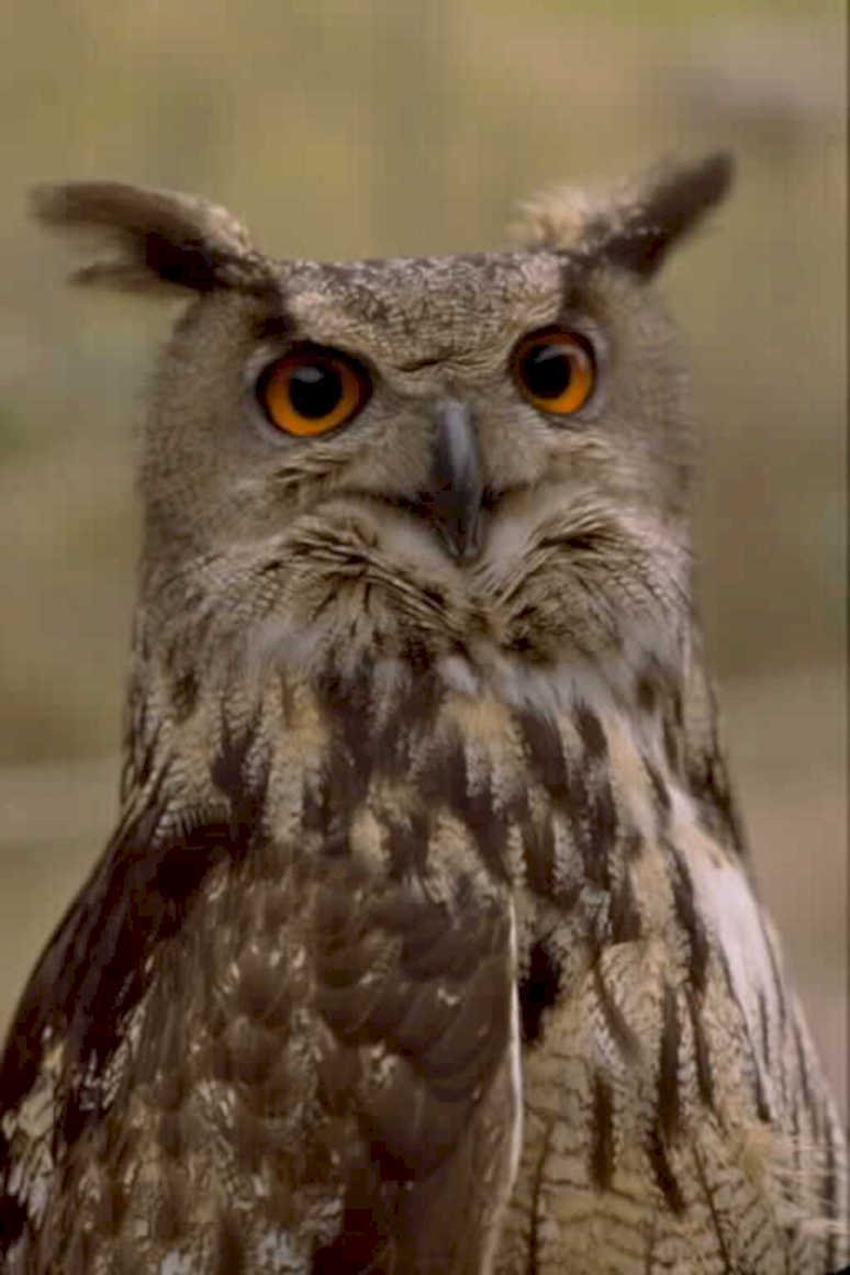 great horned owl 11980s 1990s A4 Photo Print