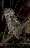 great horned owl 1980s 1990s A4 Photo Print