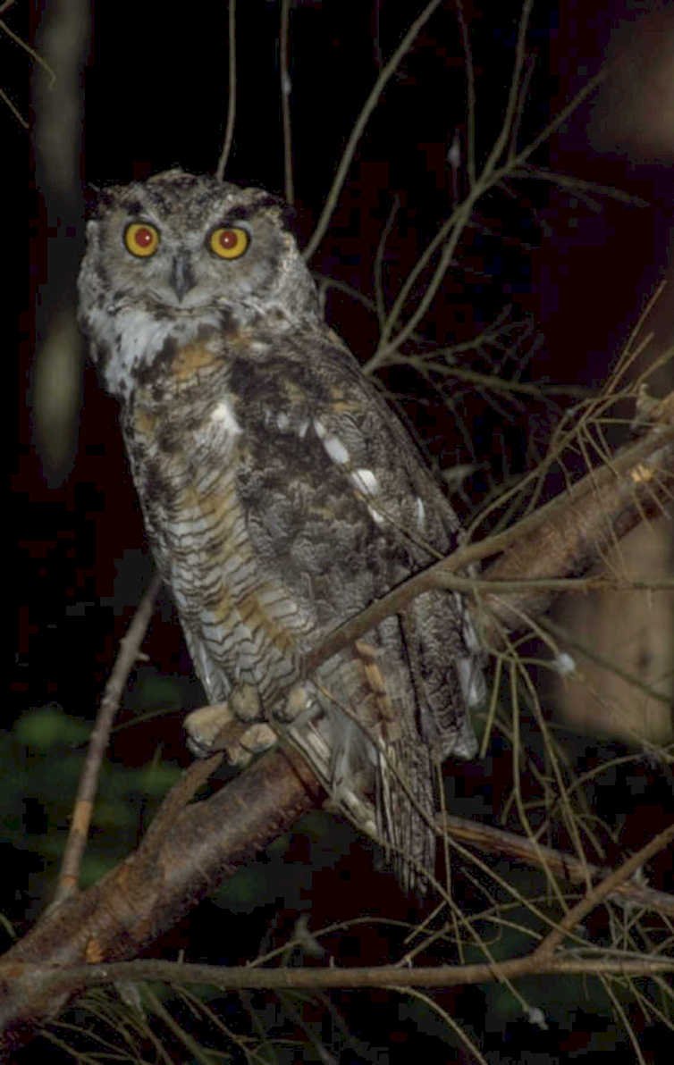 great horned owl 1980s 1990s A4 Photo Print