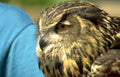 great horned owl 2 GIGA 2