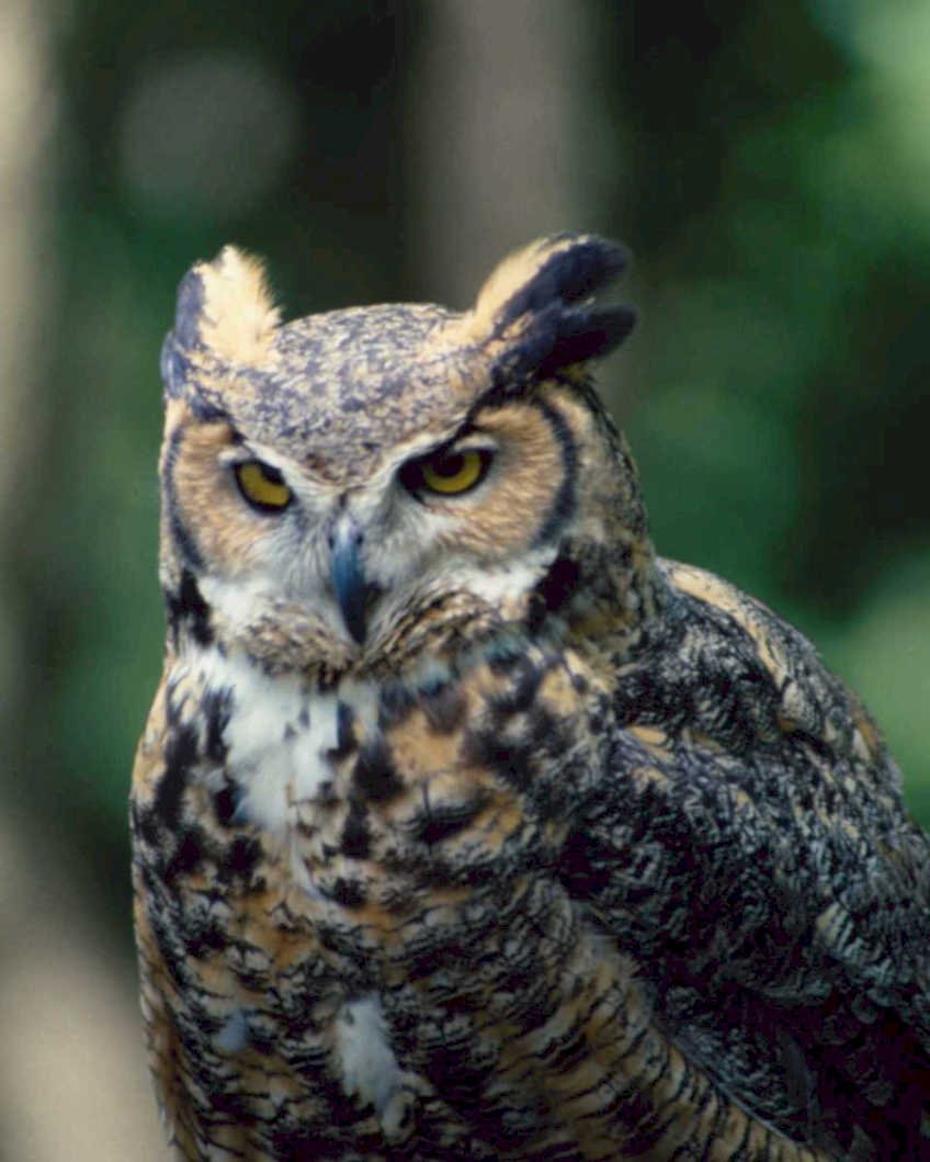 great horned owl 21980s 1990s A4 Photo Print