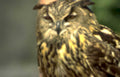 great horned owl 3 Vintage A4 Photo Print