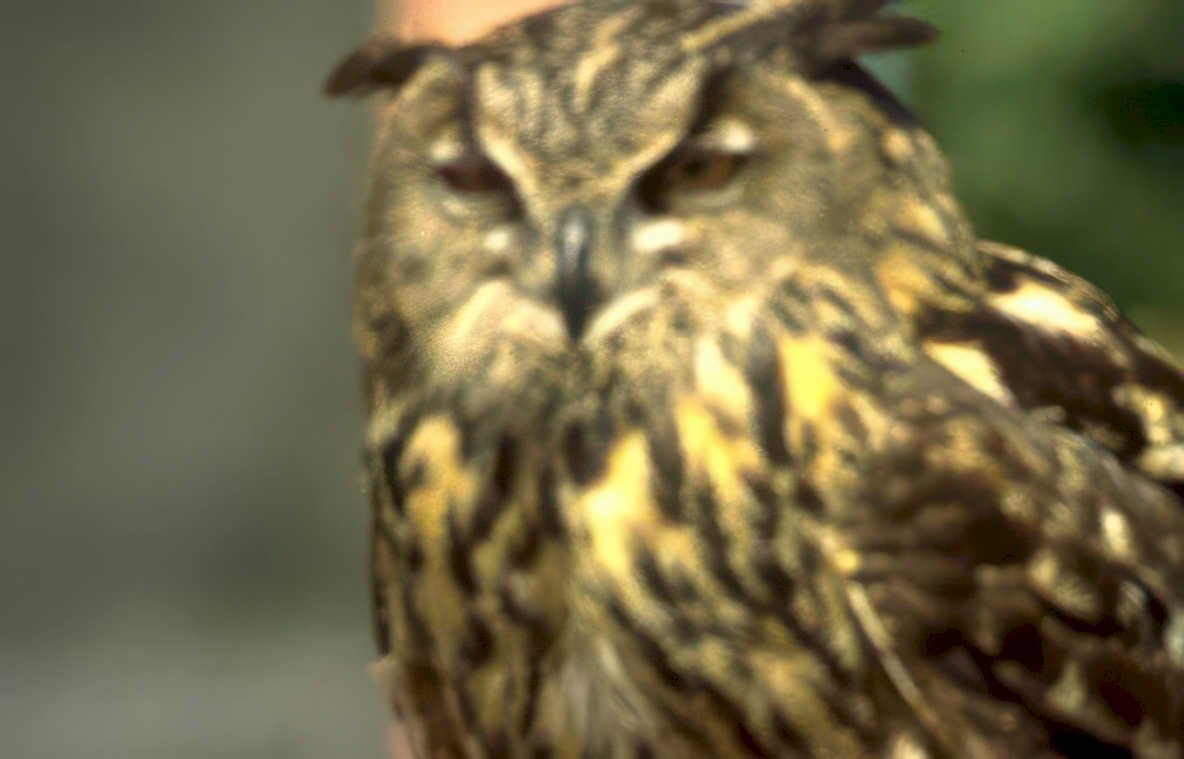 great horned owl 3 Vintage A4 Photo Print