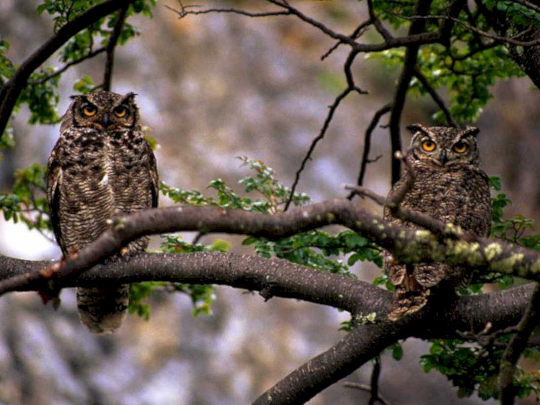 great horned owls1980s 1990s A4 Photo Print