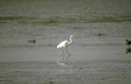 great white egret Vintage A4 Photo Print