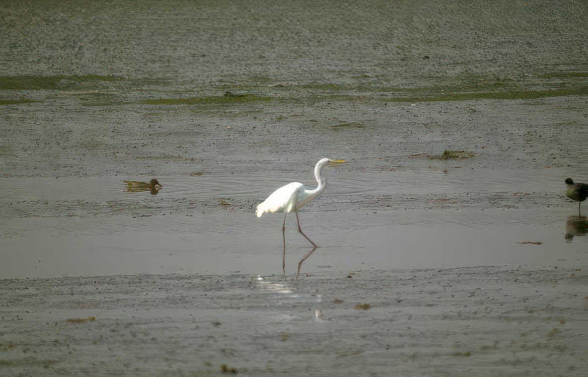 great white egret Vintage A4 Photo Print