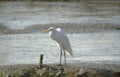 great white heron 1 Vintage A4 Photo Print
