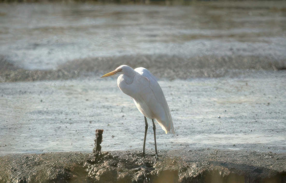 great white heron 1 Vintage A4 Photo Print