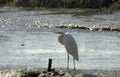 great white heron 2 Vintage A4 Photo Print