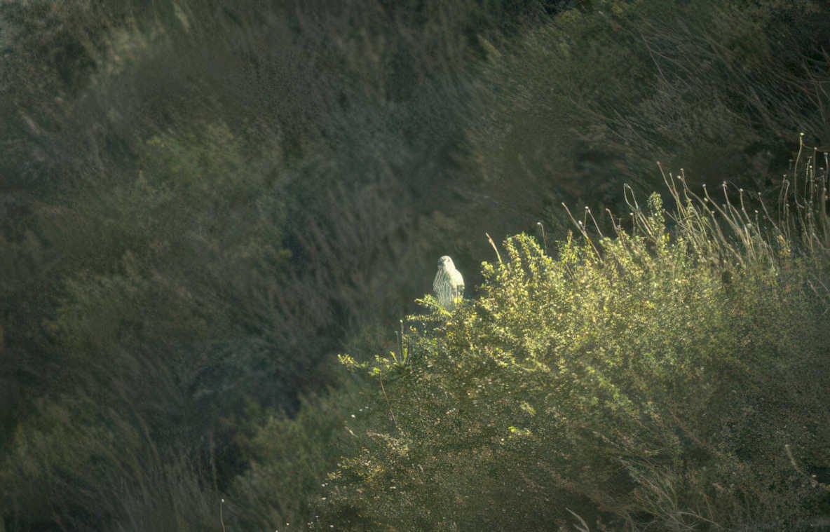 great white heron Vintage A4 Photo Print