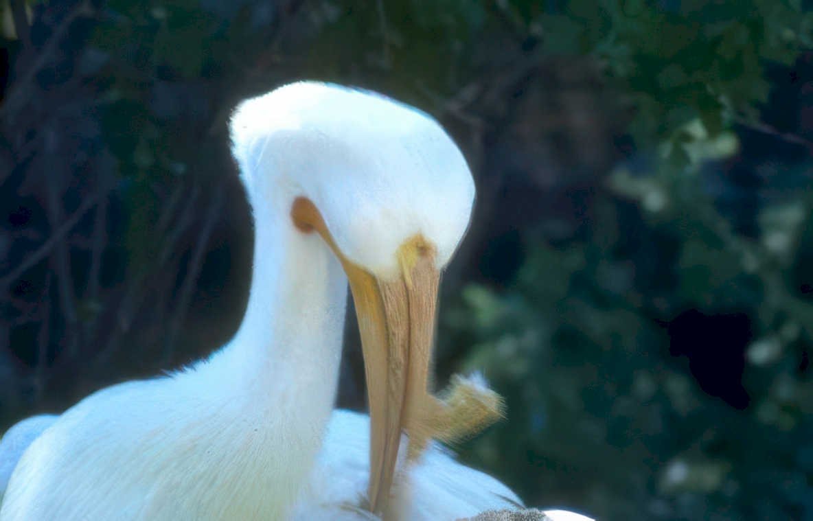 great white pelican 1 Vintage A4 Photo Print