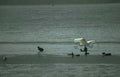 great white pelican 2 Vintage A4 Photo Print