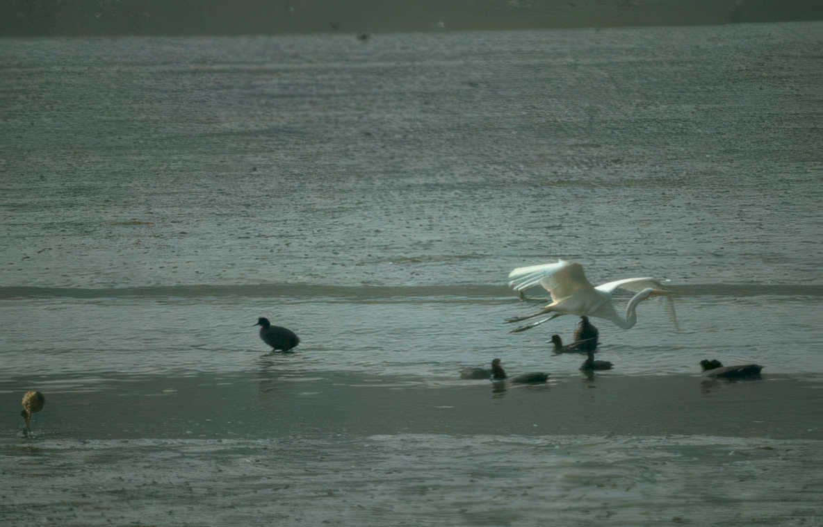 great white pelican 2 Vintage A4 Photo Print