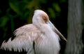 great white pelican Vintage A4 Photo Print