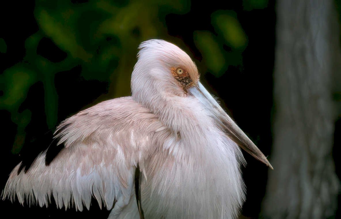 great white pelican Vintage A4 Photo Print
