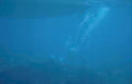 great white shark Vintage A4 Photo Print