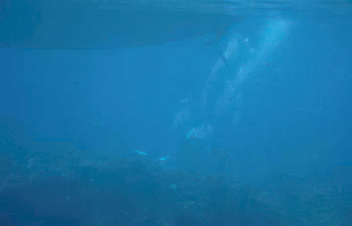 great white shark Vintage A4 Photo Print