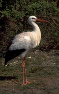 great white stork 1980s 1990s A4 Photo Print