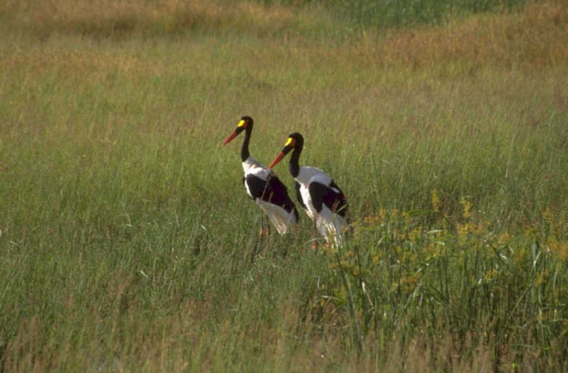 great white storks 1980s 1990s A4 Photo Print