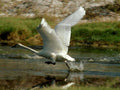 great white swan1980s 1990s A4 Photo Print