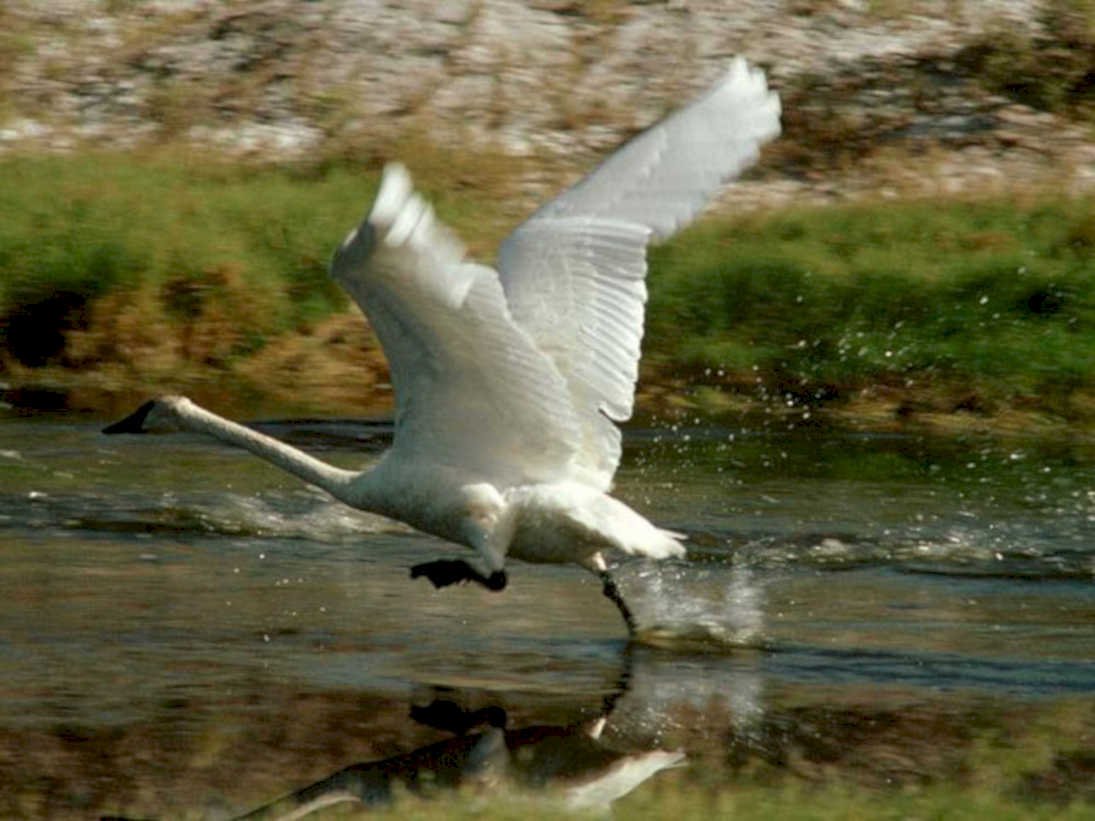 great white swan1980s 1990s A4 Photo Print