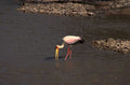 greater flamingo river 1980s 1990s A4 Photo Print