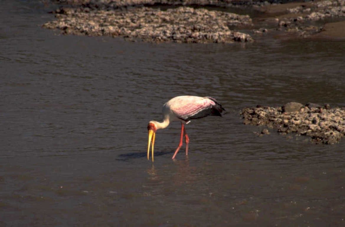 greater flamingo river 1980s 1990s A4 Photo Print