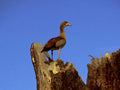 greater flamingo stump1980s 1990s A4 Photo Print