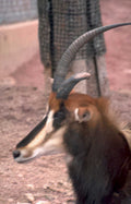 greater kudu headshot Vintage A4 Photo Print