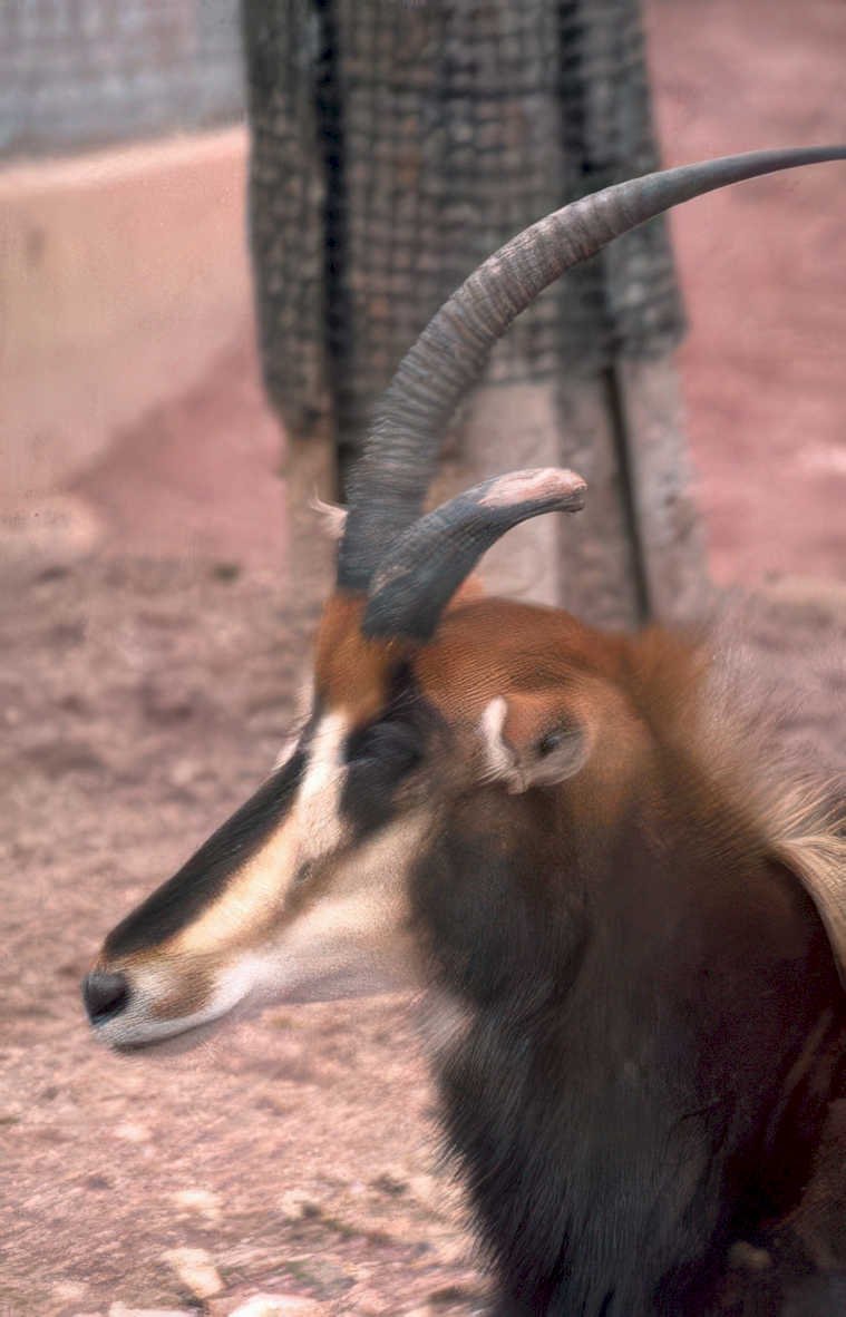 greater kudu headshot Vintage A4 Photo Print