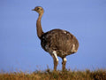 greater rhea patagonia1980s 1990s A4 Photo Print