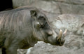 greater yellow pig Vintage A4 Photo Print
