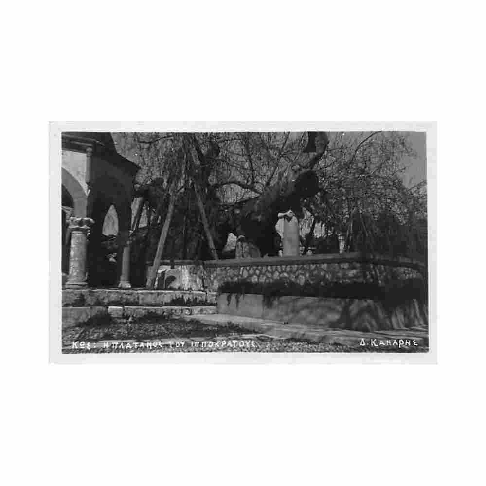 greece kos tree of hippocrates d kanaphe Vintage A4 Photo Print