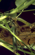 green anole fern Vintage A4 Photo Print