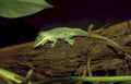 green anole night Vintage A4 Photo Print