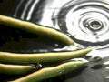 green beans water1980s 1990s A4 Photo Print