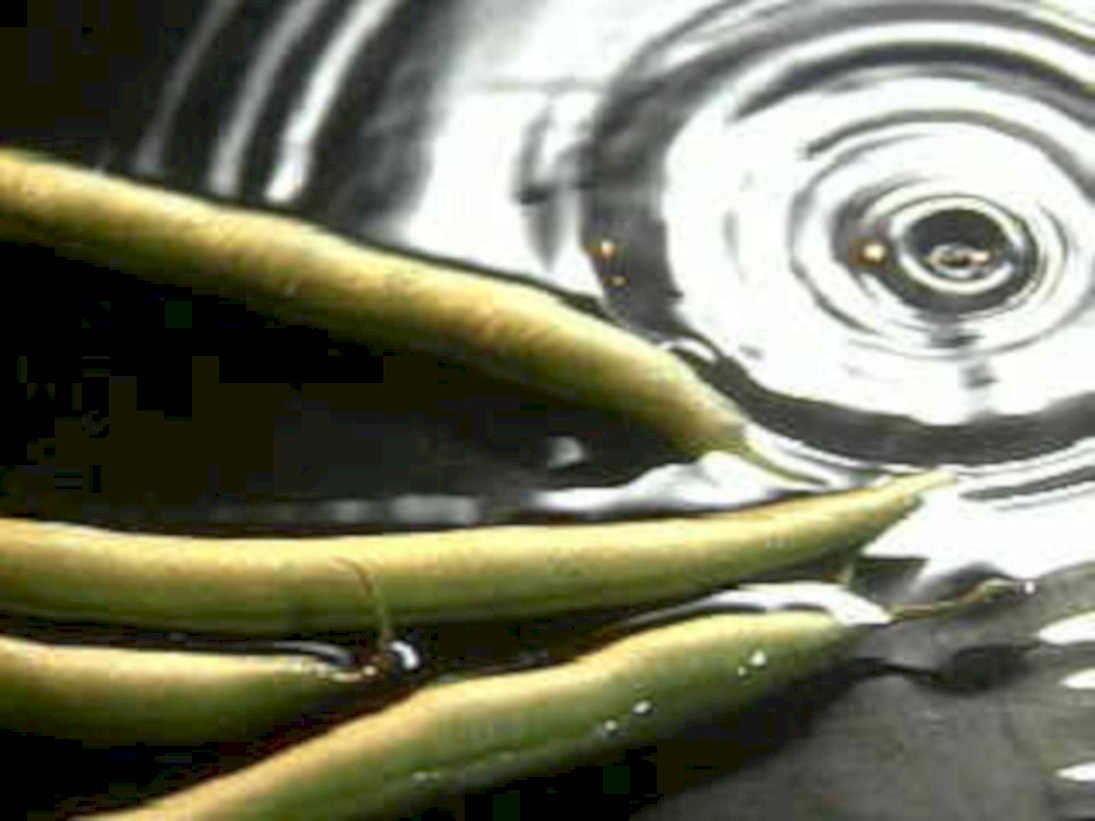 green beans water1980s 1990s A4 Photo Print