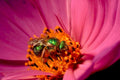 green bee daisy1980s 1990s A4 Photo Print