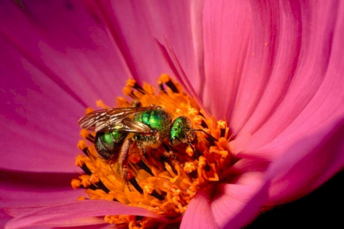 green bee daisy1980s 1990s A4 Photo Print