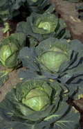 green cabbage garden 1980s 1990s A4 Photo Print