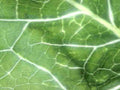 green cabbage veins1980s 1990s A4 Photo Print