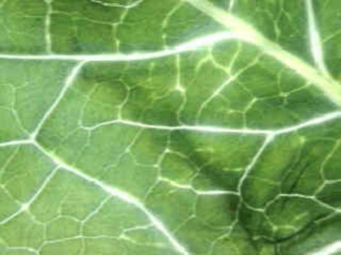 green cabbage veins1980s 1990s A4 Photo Print