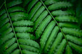 green fern fronds Tropical Plant 1980s A4 Photo Print