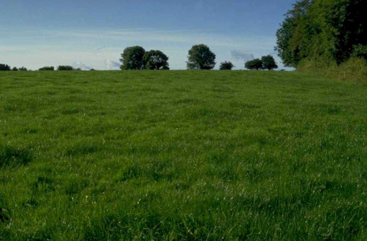 green field trees 1980s 1990s A4 Photo Print