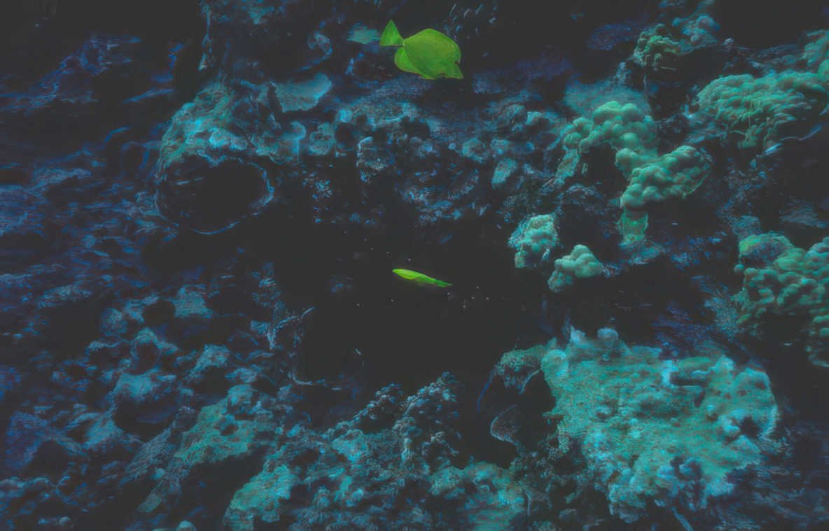 green fish reef Vintage A4 Photo Print