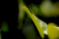 green fly leaf 11980s 1990s A4 Photo Print