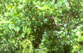 green foliage detail Vintage A4 Photo Print