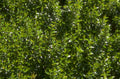 green foliage hedge 1980s 1990s A4 Photo Print
