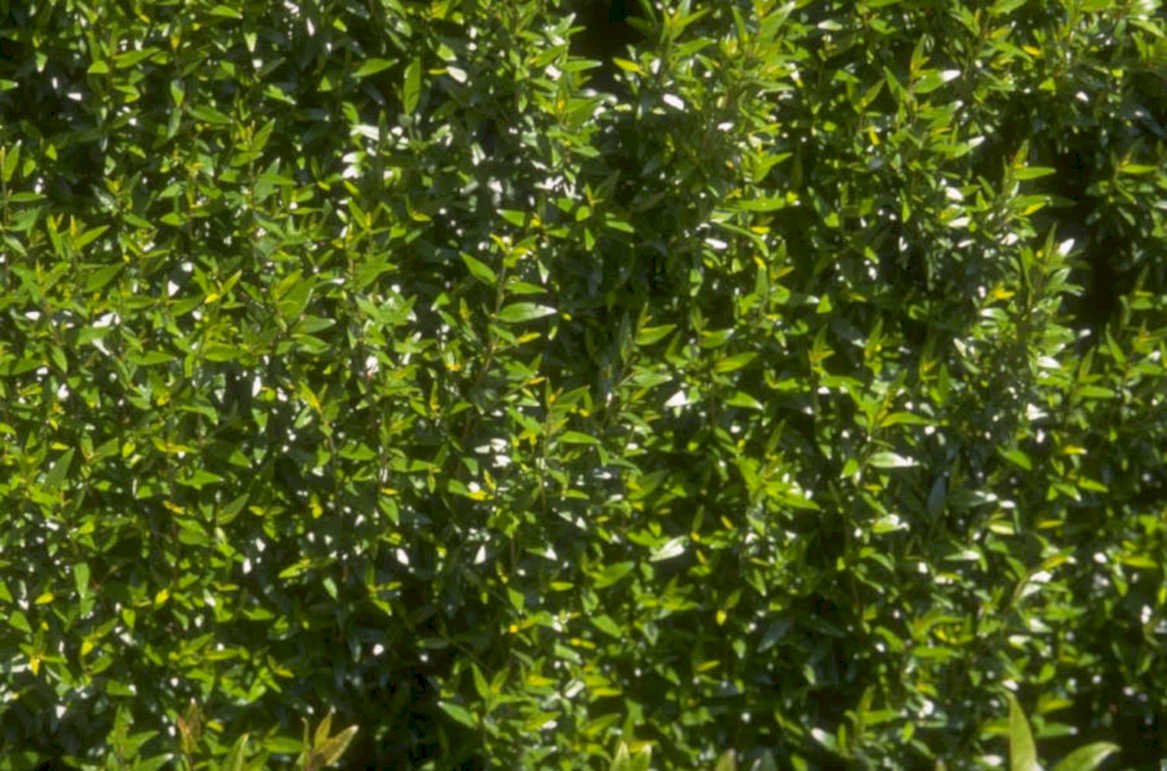 green foliage hedge 1980s 1990s A4 Photo Print